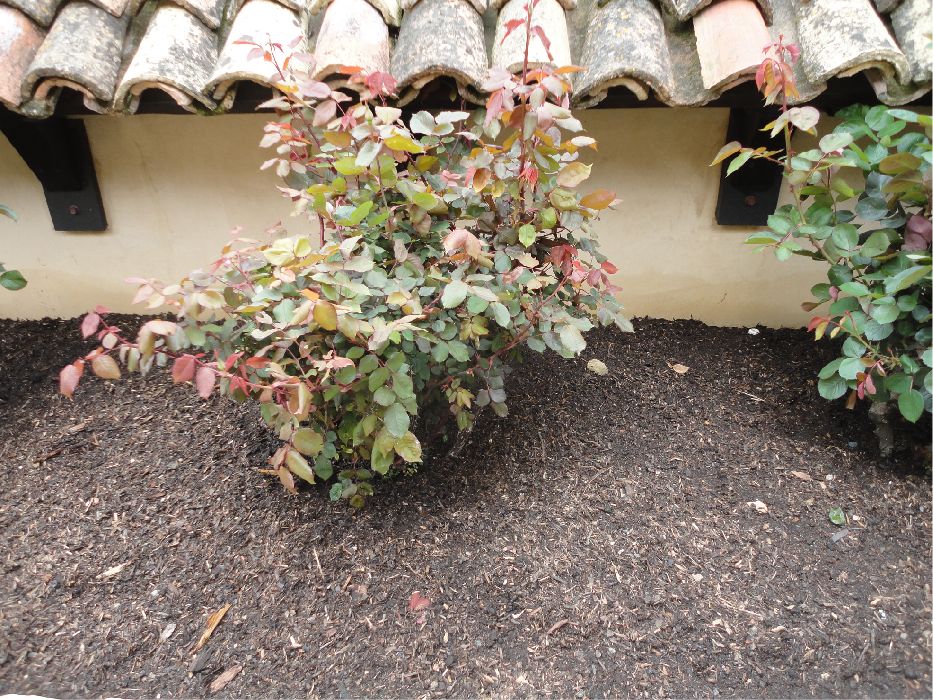15 Cubic Yards Delivery Only - Premium Mulch Redwood City